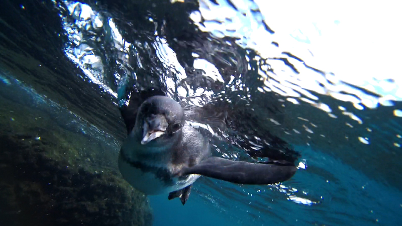 Een Pinguin in het water