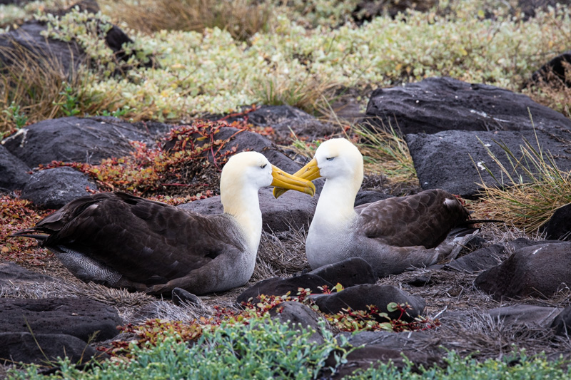 Twee Waved Albatrossen met snavels tegen elkaar