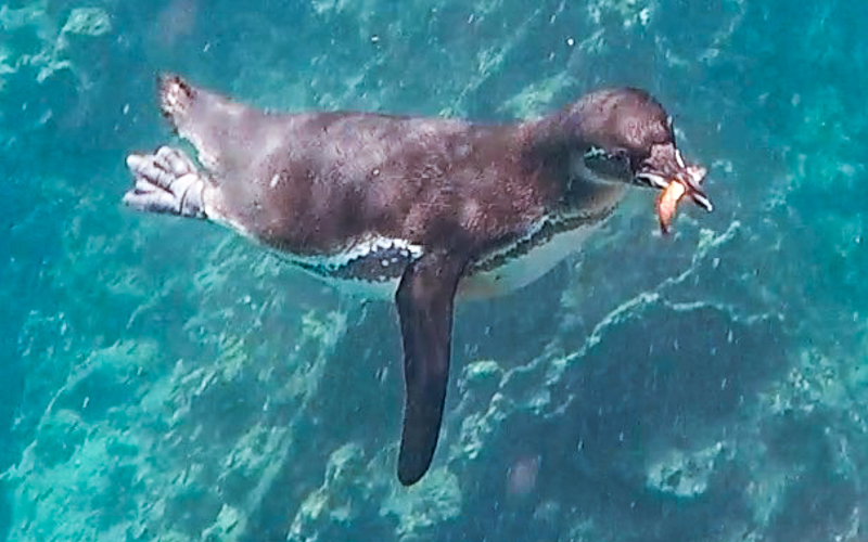Pinguin onder water met vis in zijn bek
