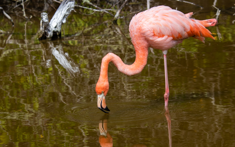 Een Flamingo